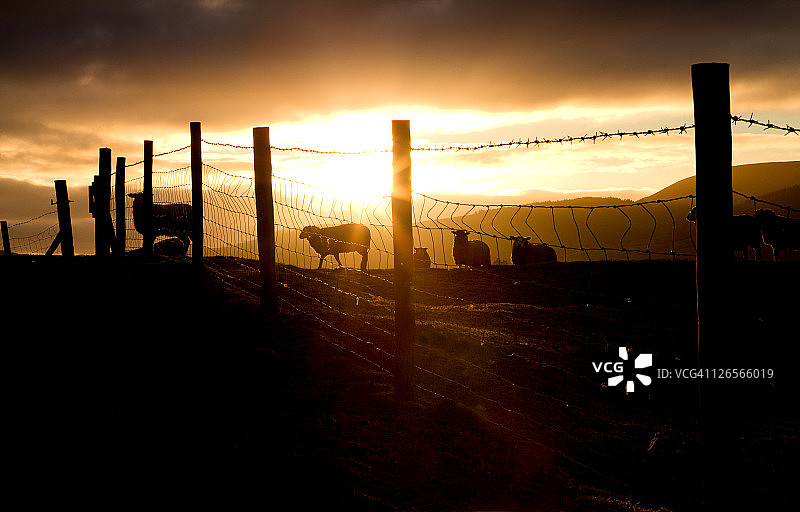 黄昏鸟群图片素材