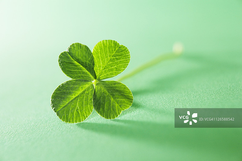 四叶草图片素材
