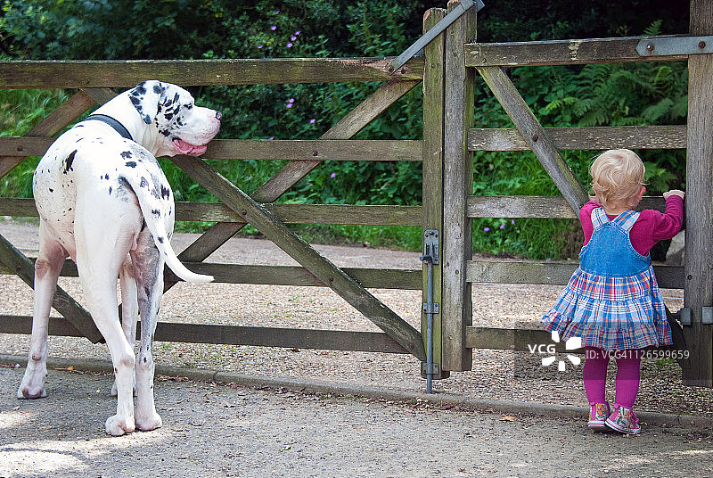 女孩和巨大的大丹犬宠物狗图片素材