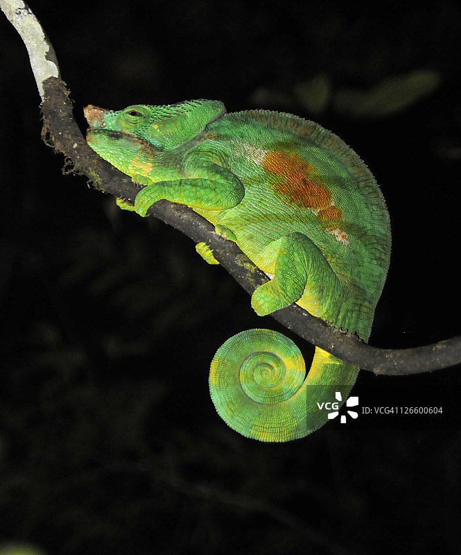 帕森氏变色龙图片素材