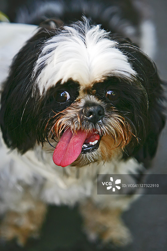 口渴的狗图片素材