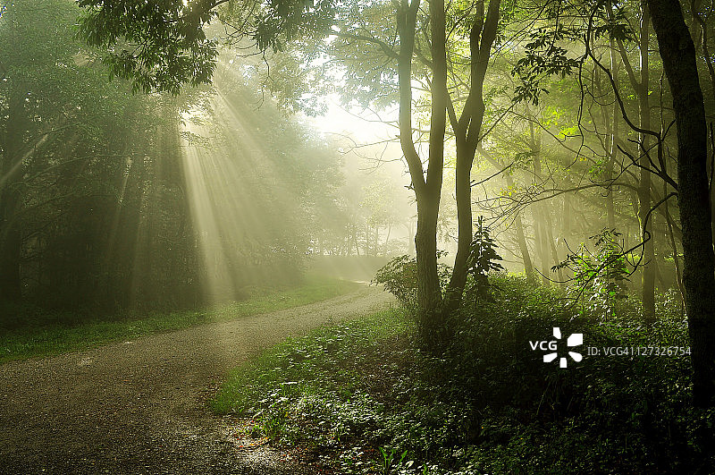 清晨阳光洒在森林树木上图片素材