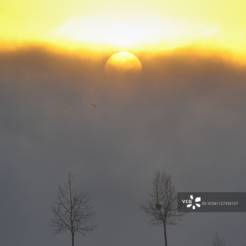 黎明时分的两棵光秃秃的树图片素材