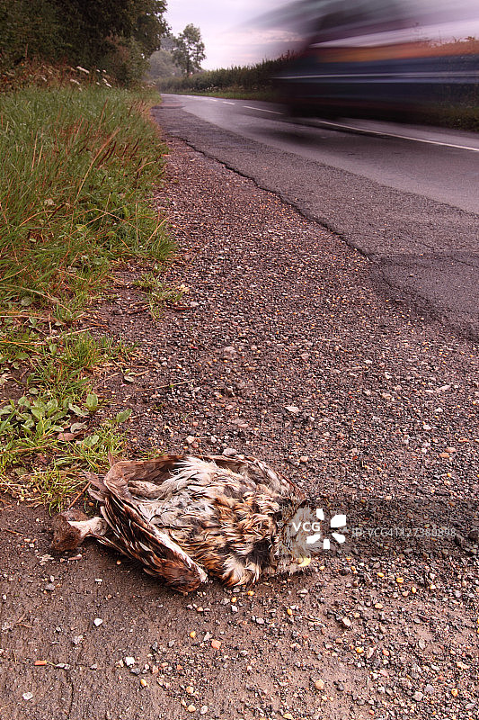 被汽车撞死的茶色林鸮图片素材