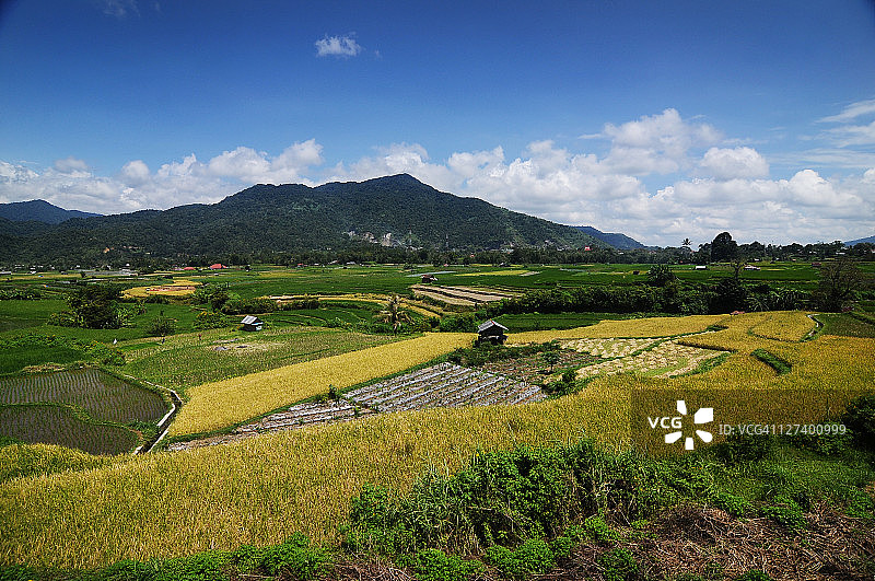 稻田图片素材