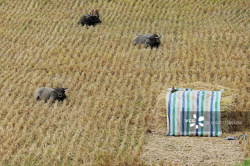 水牛群图片素材