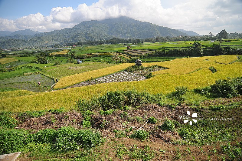 稻田风光图片素材