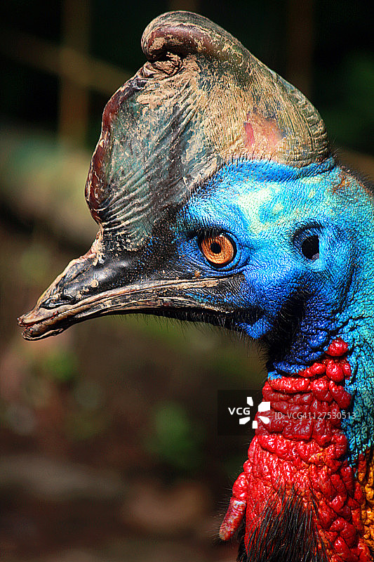 食火鸡图片素材