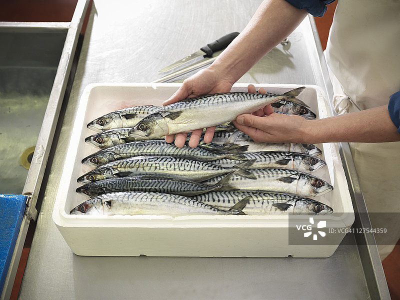 植物中的盒装鲭鱼图片素材