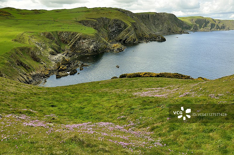 佩蒂科威克图片素材