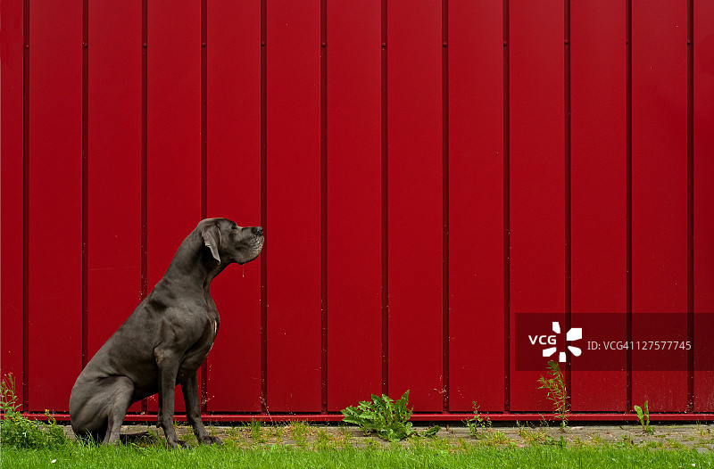 大丹狗图片素材