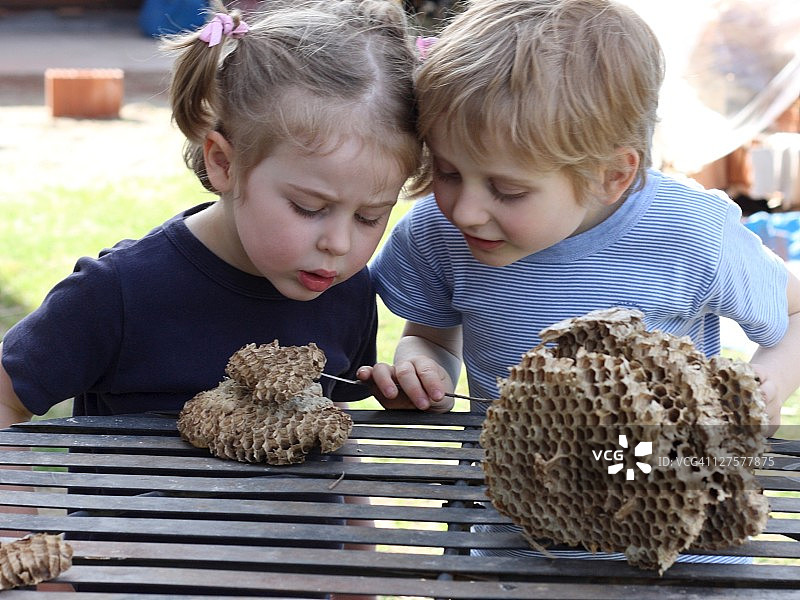 年轻科学家与黄蜂巢图片素材