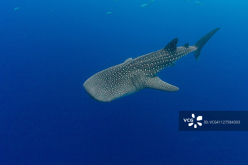 蓝色海水中的鲸鲨图片素材