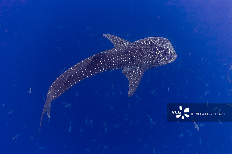 小鲸鲨图片素材