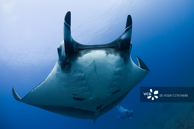 鳐鱼与小型潜水员图片素材