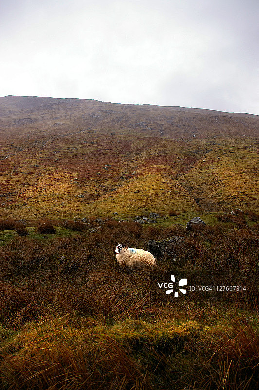 高地绵羊图片素材
