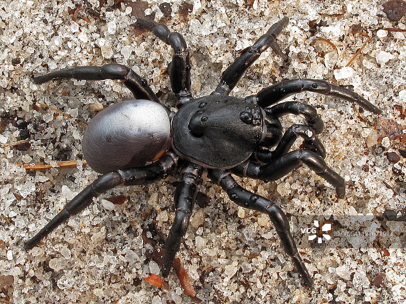 乌密蛛物种图片素材