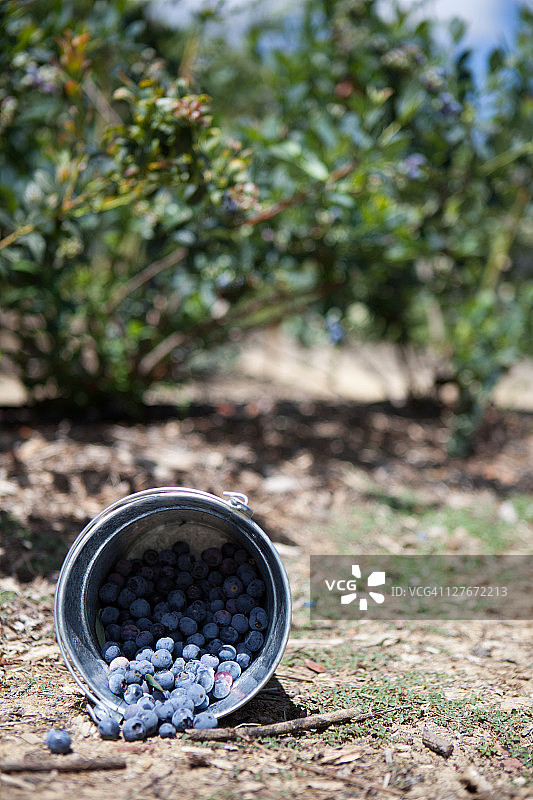 蓝莓水桶图片素材