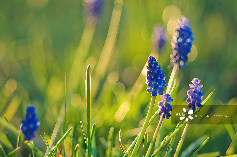 葡萄风信子图片素材