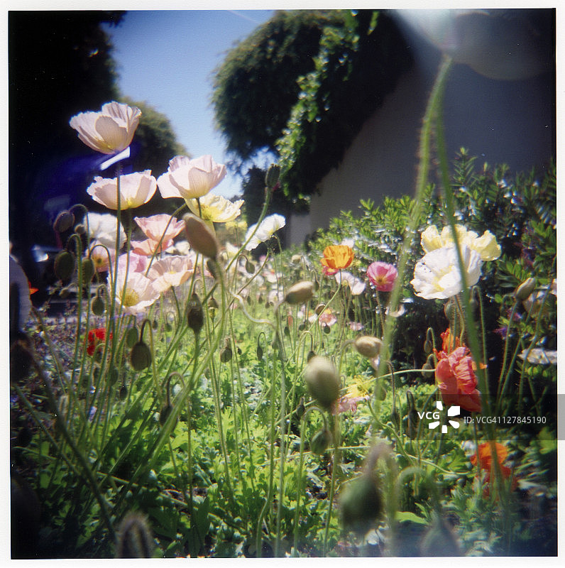 罂粟花图片素材