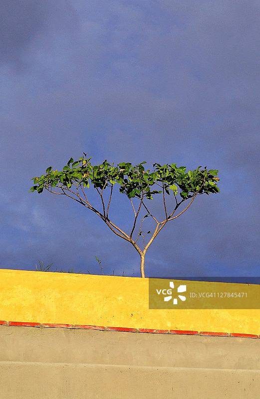 孤树凌空图片素材