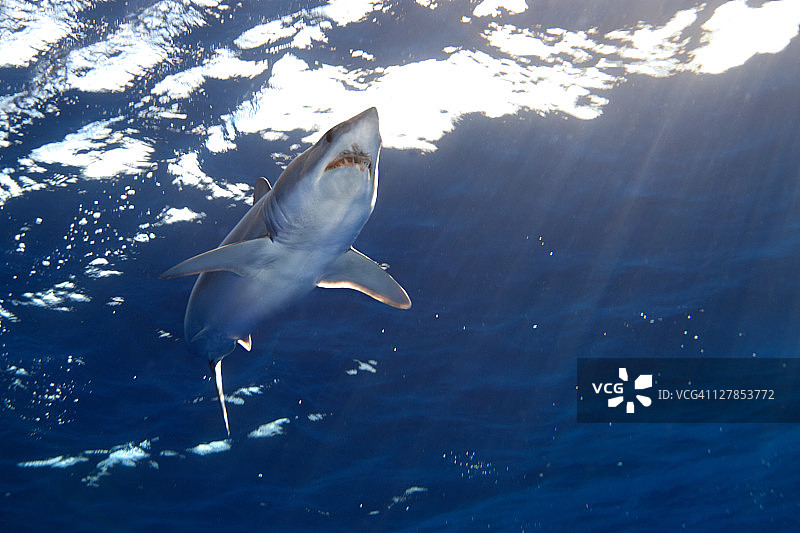 短鳍灰鲭鲨图片素材