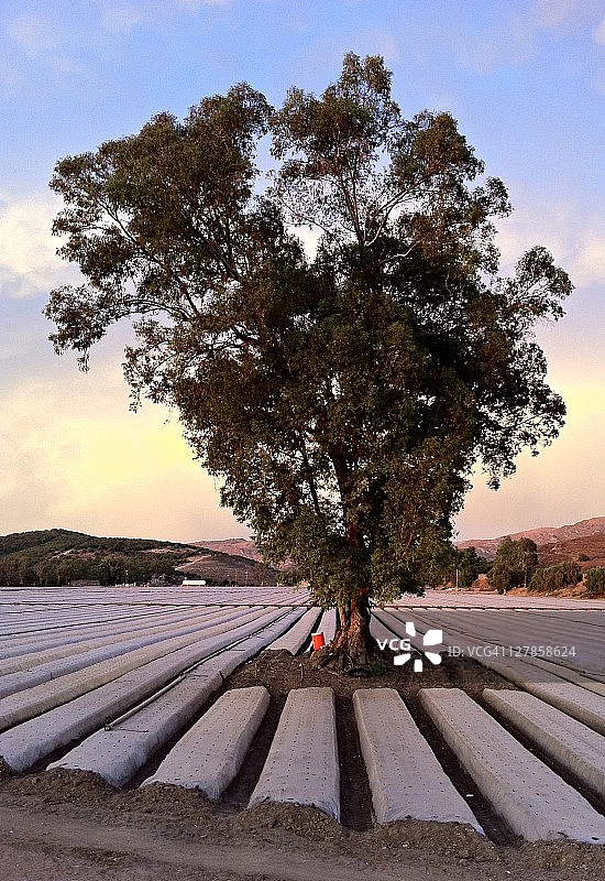作物田中孤零零的桉树图片素材
