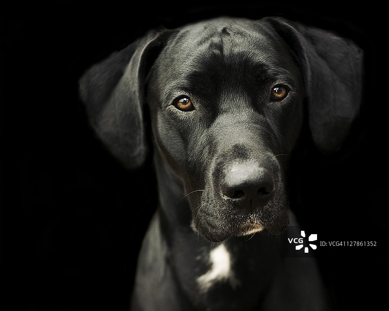 黑狗图片素材