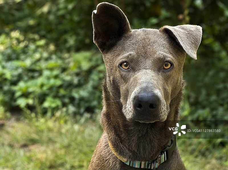 威玛猎犬混血犬图片素材