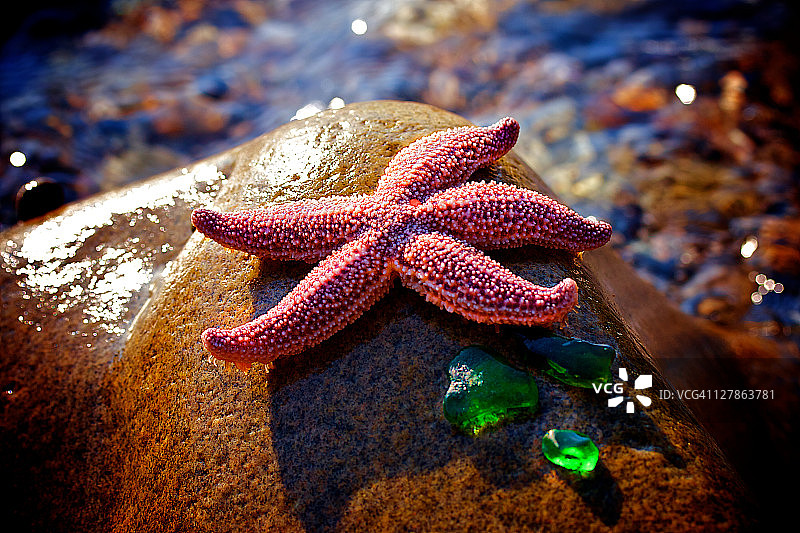 岩石上的海星图片素材