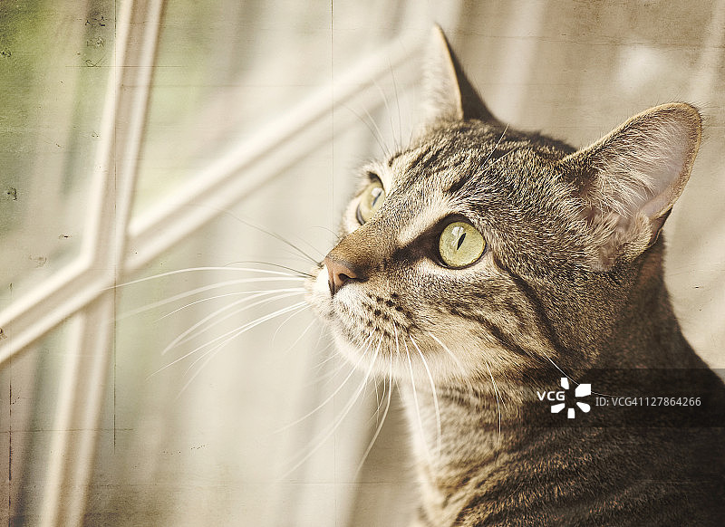 猫咪看着窗外图片素材