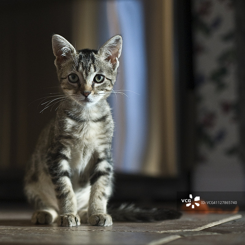 虎斑小猫图片素材