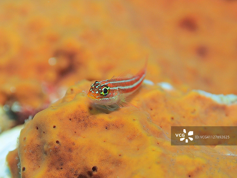 热带条纹三鳍鱼图片素材