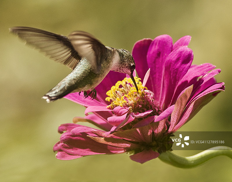 粉色百日草花上的蜂鸟图片素材
