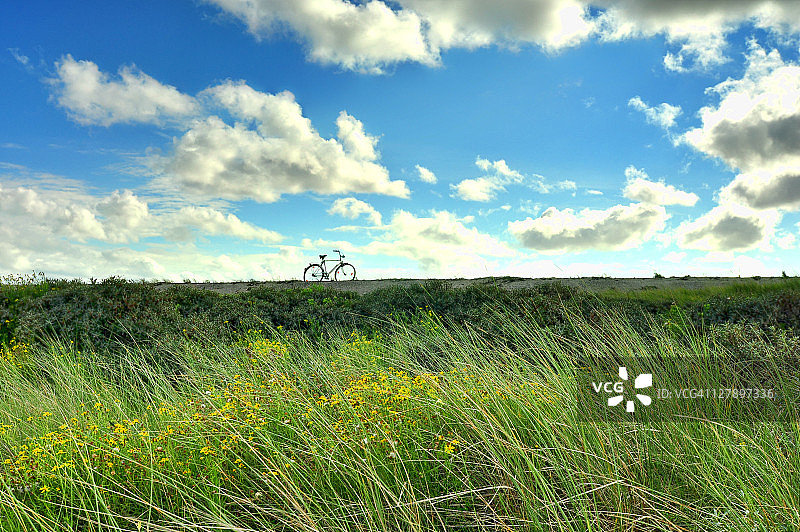 草地上的野花图片素材