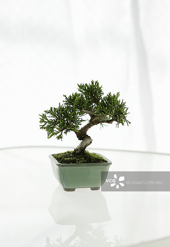 桌上的小盆景图片素材