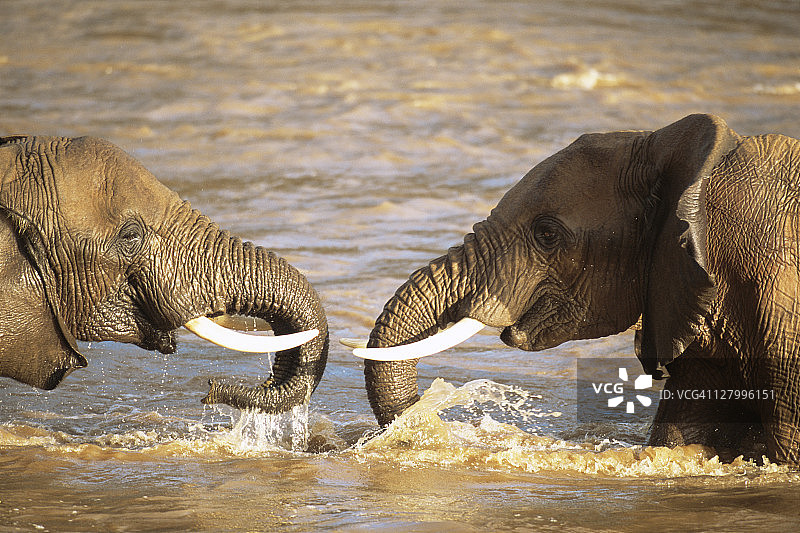 非洲象在乌瓦索尼罗河中沐浴图片素材