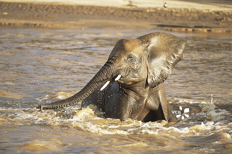 非洲象在乌瓦索尼罗河中沐浴图片素材