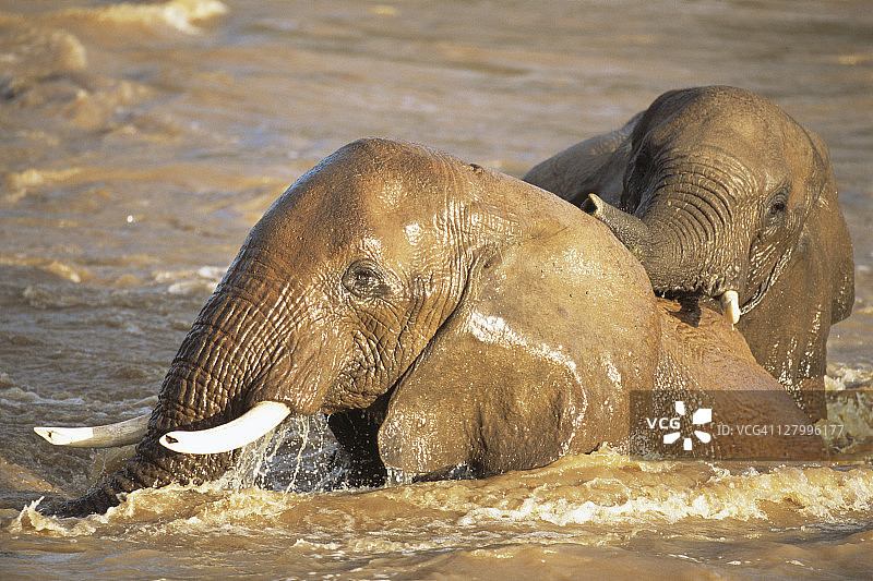 非洲象在乌瓦索尼罗河中沐浴图片素材