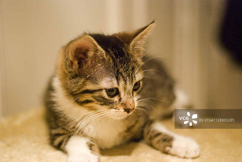 欧洲猫图片素材