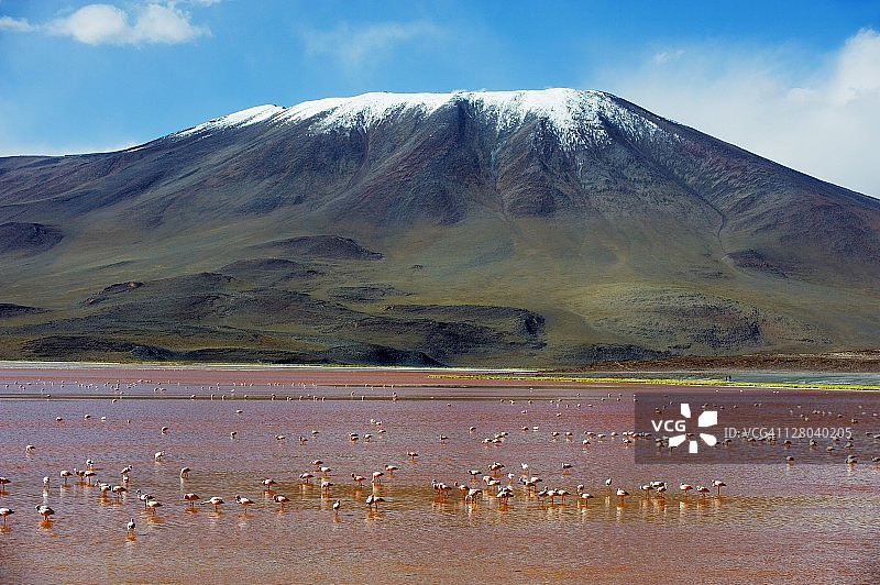 玻利维亚爱德华多·阿瓦罗安第斯国家保护区科罗拉多泻湖的詹姆斯火烈鸟图片素材