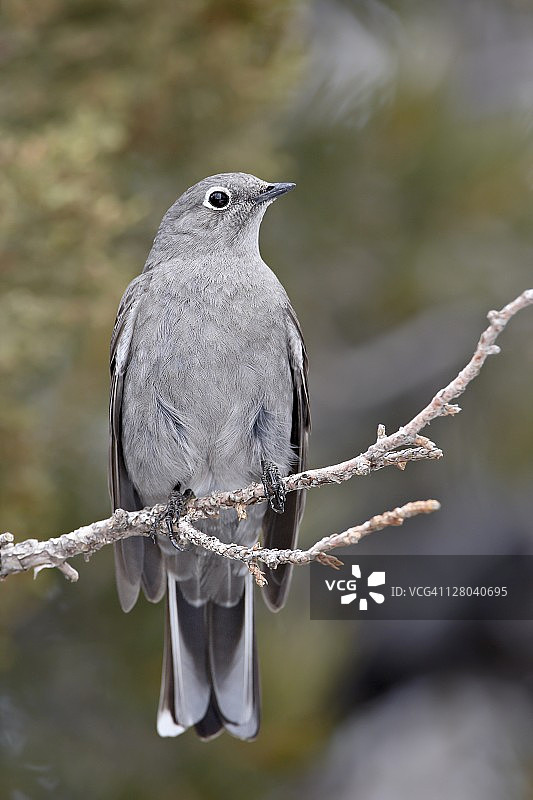 唐森氏孤鸽，美国新墨西哥州阿比丘湖，北美洲图片素材