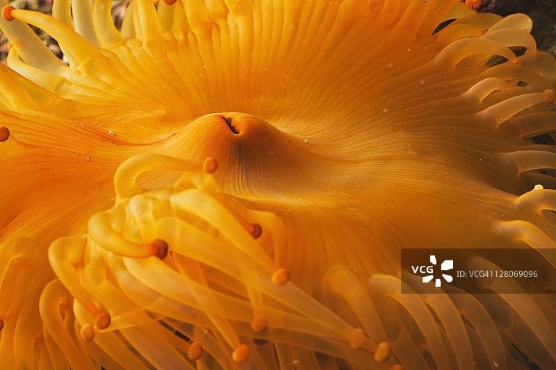 紫点海葵特写图片素材