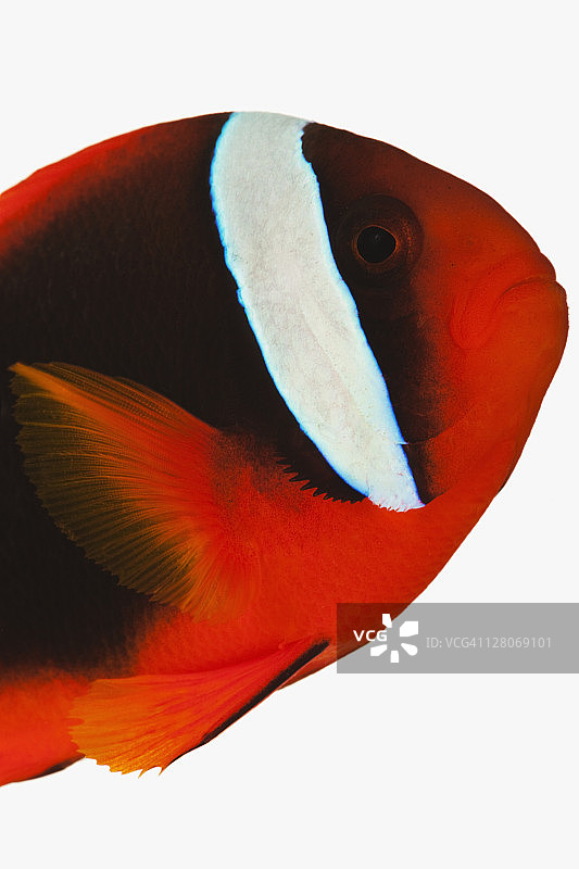 番茄小丑鱼影棚拍摄图片素材