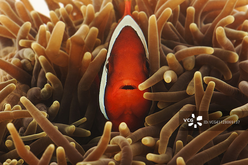 白色背景紫色海葵中的番茄小丑鱼图片素材