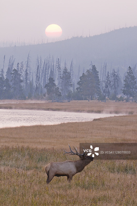 秋日黄石国家公园麦迪逊河畔，美洲马鹿鸣叫图片素材