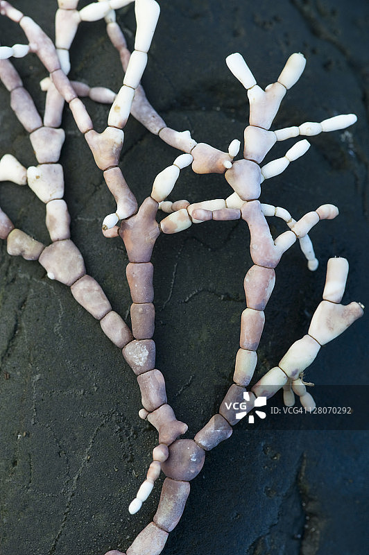 有关节的珊瑚藻（Calliarthron sp.），一种红色藻类，细胞壁中含有碳酸钙，使其具有石质纹理。美国华盛顿州奥林匹克国家公园太平洋沿岸图片素材