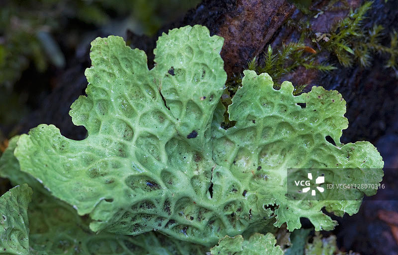 美国雷尼尔山国家公园森林中的卷边地衣图片素材