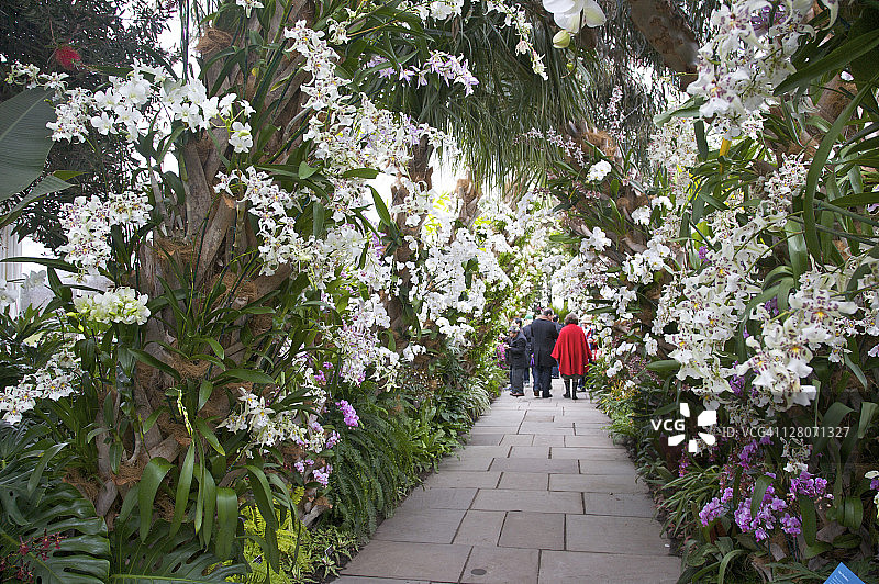 兰花径：纽约植物园古巴兰花展图片素材