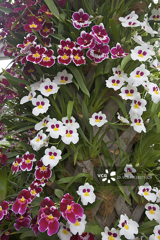 堇菜兰，Herralexandre，兰科，纽约植物园兰花展（美国纽约布朗克斯区）图片素材